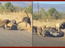 viral video : Baboon gang attacks leopard in viral video from South Africa. Watch