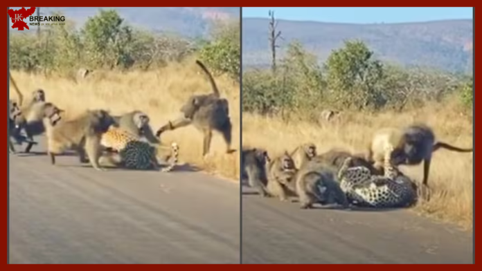 viral video : Baboon gang attacks leopard in viral video from South Africa. Watch