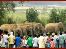 Jharkhand Latest Update : Big News! Elephant terror in Jharkhand, 26 year old man crushed to death