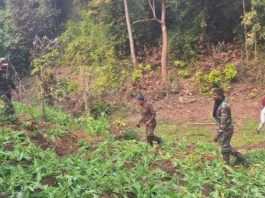 Jharkhand Breaking News! In the action of forest department in Hazaribagh, illegal opium crop was destroyed.