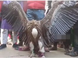 Jharkhand Breaking News! White-backed vulture found injured in Jharkhand, a ring with Dhaka written on it was also found